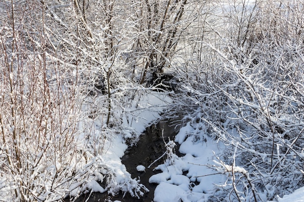 Piccolo ruscello nella foresta innevata