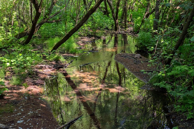 Piccolo ruscello nella foresta tra boschetti verdi