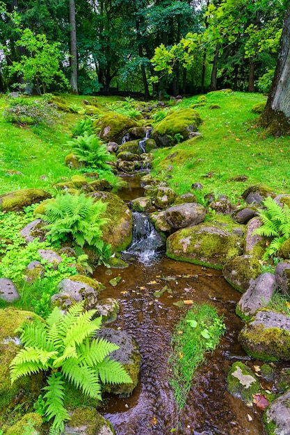 Piccolo ruscello tra le rocce in un verde paesaggio ricco di piante e felci.