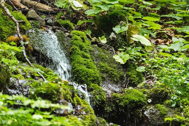 Piccolo ruscello veloce nella foresta che scorre tra le pietre