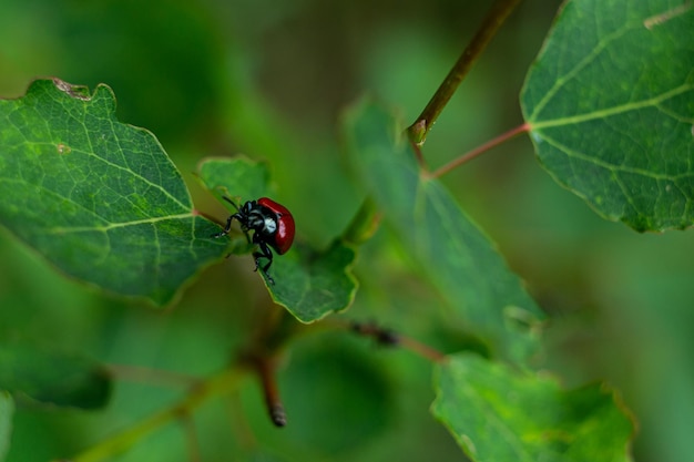 piccolo scarabeo rosso su una foglia verde