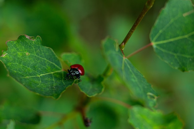 piccolo scarabeo rosso su una foglia verde