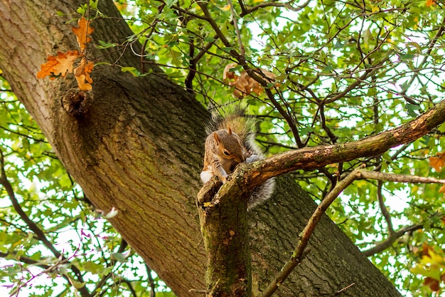 Piccolo scoiattolo che mangia sul ramo di un albero