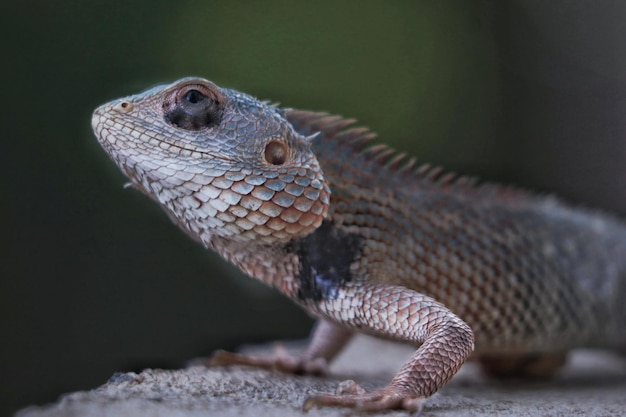 piccolo sfondo primo piano pelle tropicale selvaggia