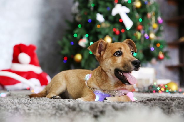 Piccolo simpatico cane divertente con ghirlanda su sfondo natalizio