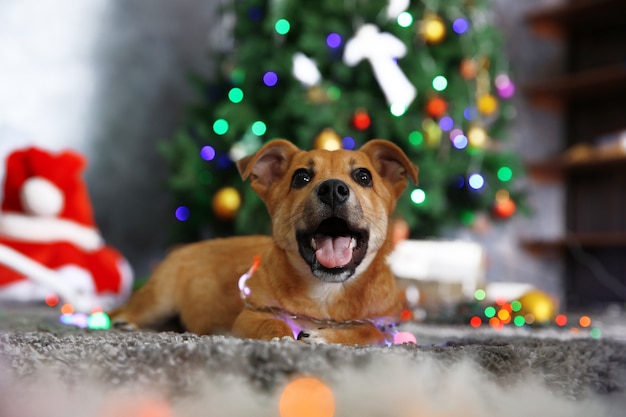 Piccolo simpatico cane divertente con ghirlanda sulla superficie natalizia
