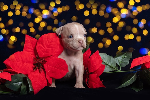 Piccolo simpatico cucciolo di Bully americano accanto a fiori artificiali di Natale rosso poinsettia con un bel bokeh