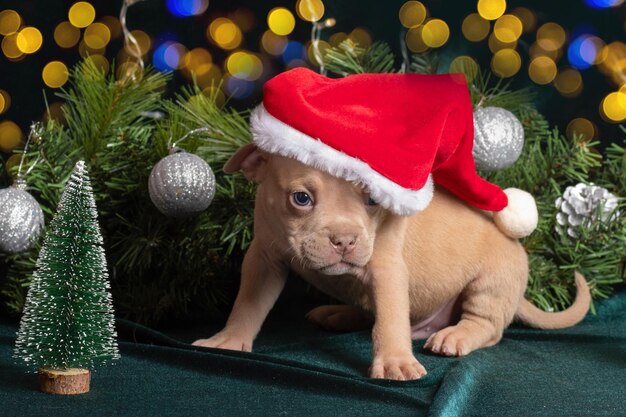 Piccolo simpatico cucciolo di Bully americano marrone curioso con un cappello da Babbo Natale che ti guarda accanto a un albero di Natale decorato Natale e Capodanno per animali domestici Vacanze per animali domestici