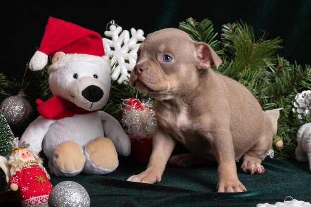 Piccolo simpatico cucciolo di Bully americano sdraiato accanto a un albero di Natale decorato con coni di fiocchi di neve giocattoli e un orsacchiotto