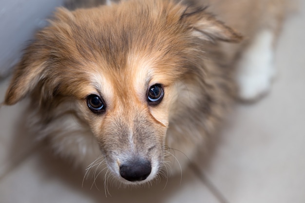 Piccolo simpatico cucciolo di corgi lanuginoso primo piano ritratto