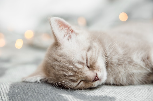 Piccolo simpatico gatto con luce natalizia dorme sul plaid lavorato a maglia. Vista ravvicinata
