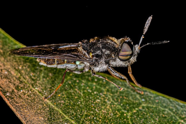 Piccolo soldato adulto Fly