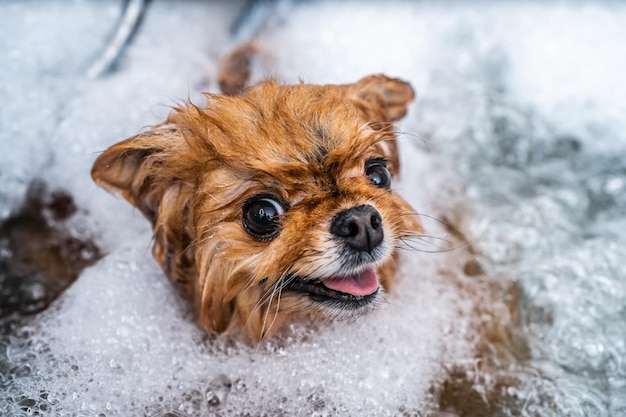 Piccolo spitz divertente nella cura del cane del salone della stazione termale l'animale fa una foto di alta qualità del bagno