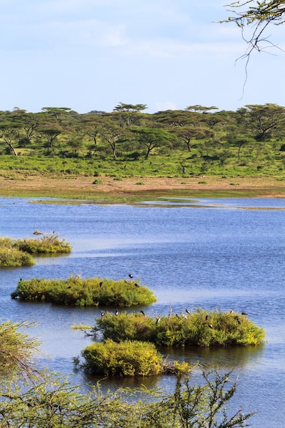 Piccolo stagno nella savana. Tanzania, Africa