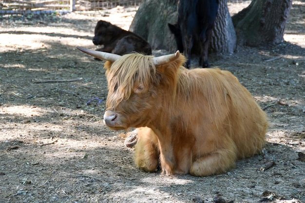 piccolo toro sta riposando nel cortile del ranch