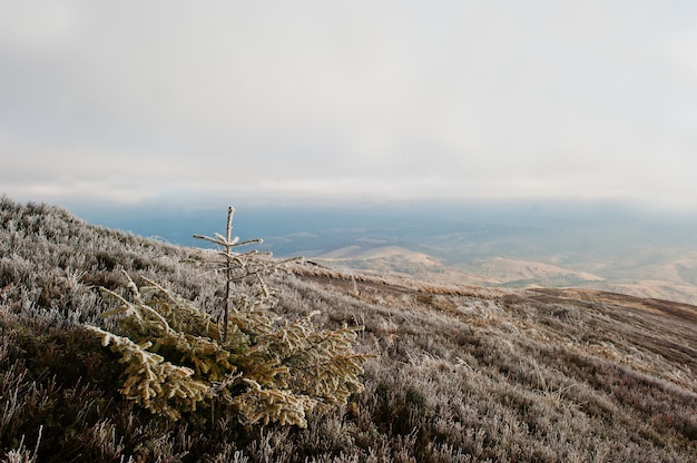 Piccolo treee del nuovo anno alla collina congelata sulle montagne carpatiche