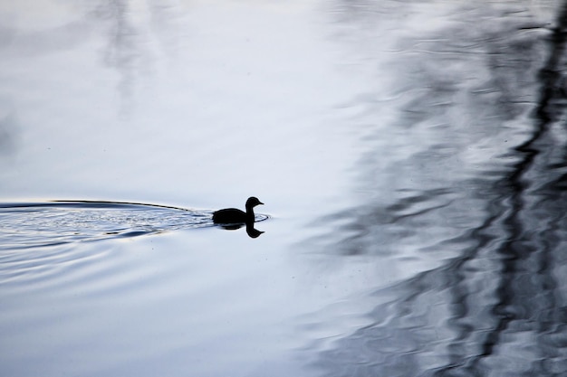 Piccolo uccello acquatico che nuota