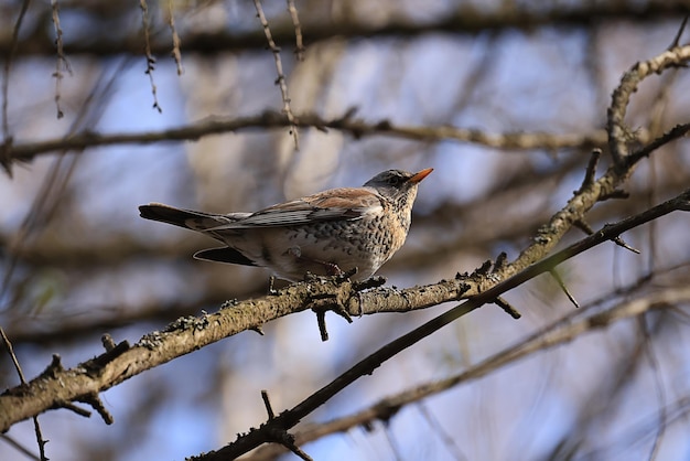 piccolo uccello allo stato brado nella foresta