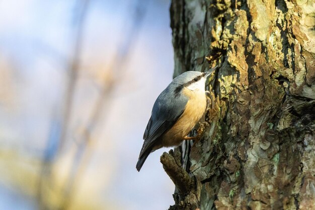 Piccolo uccello appoggiato in cima a un tronco di albero in un ambiente naturale all'aperto