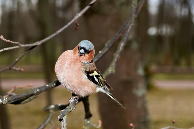 Piccolo uccello carino si siede sul ramo di un albero