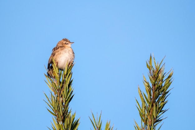 Piccolo uccello warbler zitting cisticola o cisticola juncidis appollaiato su un ramo