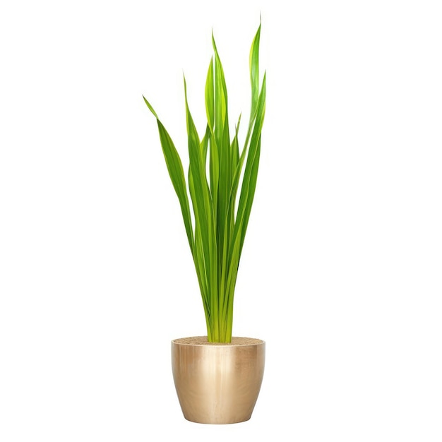 Piccolo vaso con pianta verde su sfondo bianco