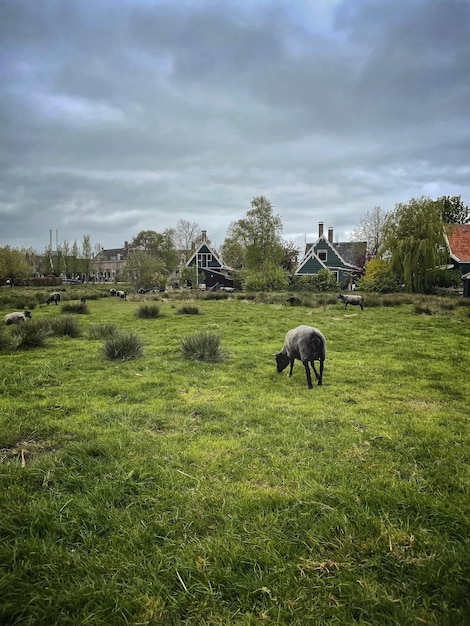 Piccolo villaggio vicino a Zaandam