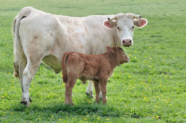 Piccolo vitello marrone e mucca bianca su un prato verde in primavera