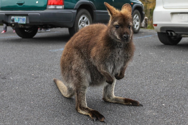 Piccolo wallaby in piedi sul parcheggio Parco nazionale di Cradle Mountain Tasmania