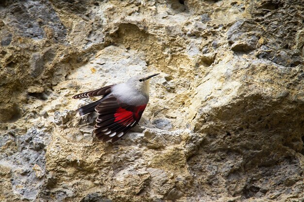 Piccolo wallcreeper con ali aperte e piumaggio rosso visibile sulla parete rocciosa