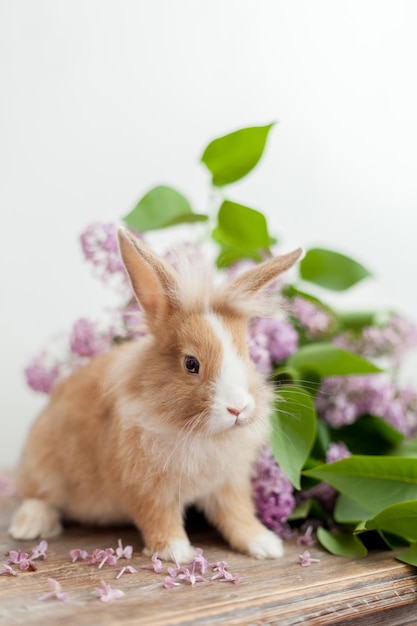 Piccolo zenzero decorativo e coniglio bianco domestico con grandi orecchie soffici sedute in un bouquet di fiori lilla