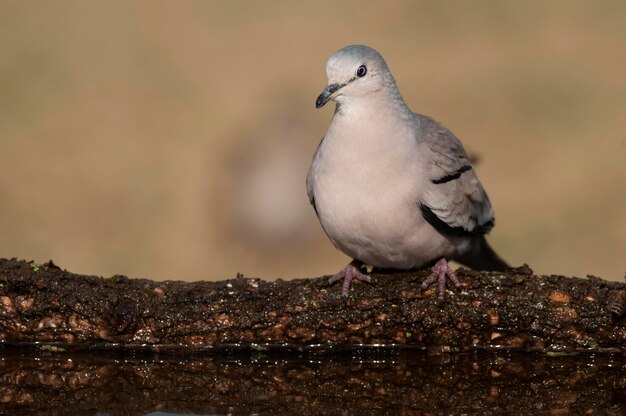 Picui Ground Dove nell'ambiente forestale di Calden La Pampa provincia Argentina Patagonia