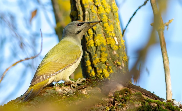 Picus canus del picchio cenerino Un uccello nella foresta si siede su un bel ramo di un vecchio albero