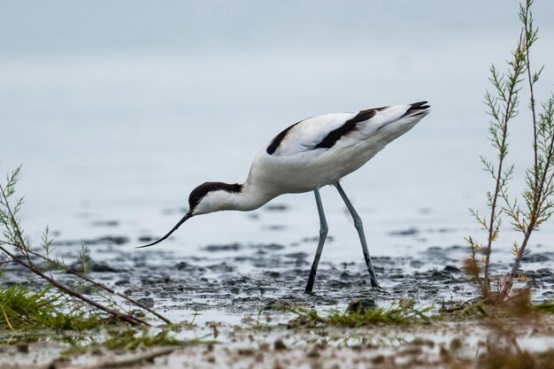 Pied avocet Recurvirostra avosetta Malaga Spagna