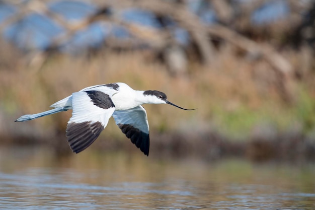 Pied avocet Recurvirostra avosetta Malaga Spagna