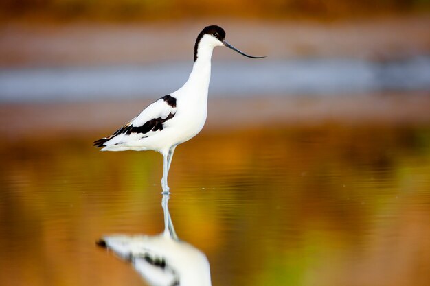 Pied Avocet, Recurvirostra avosetta