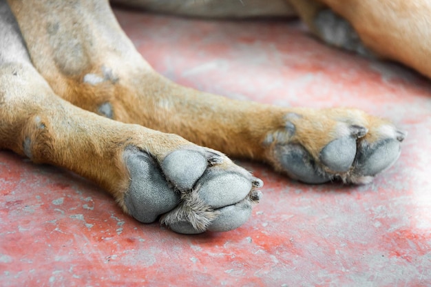 Piede di cane sul pavimento