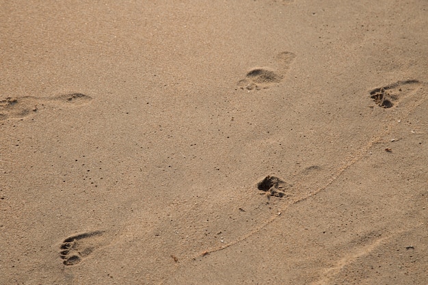 Piede stampa di padre e figlio sullo sfondo spiaggia