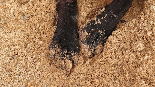 piedi di cane nero sulla sabbia