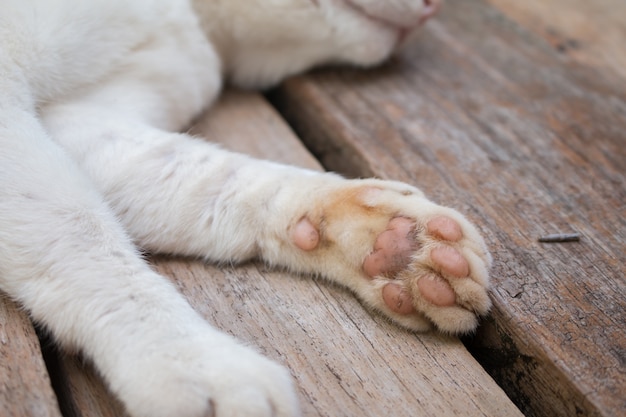 Piedi di gatto