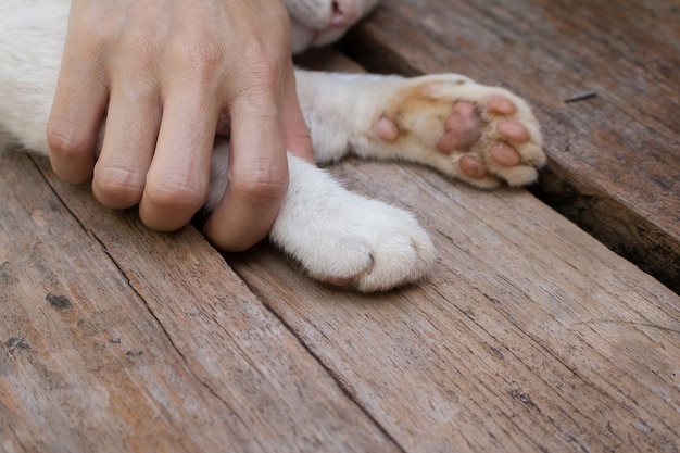 Piedi di gatto