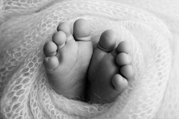 Piedi morbidi di un neonato in una coperta di lana Primo piano delle dita dei piedi, talloni e piedi di un bambinoIl piccolo piede di un neonato Piedi coperti con sfondo isolato Fotografia macro in studio in bianco e nero