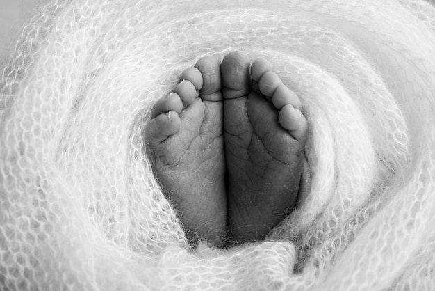 Piedi morbidi di un neonato in una coperta di lana Primo piano delle dita dei piedi, talloni e piedi di un bambinoIl piccolo piede di un neonato Piedi coperti con sfondo isolato Fotografia macro in studio in bianco e nero