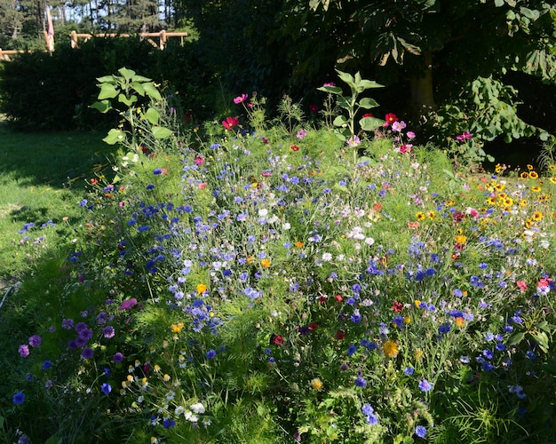 Piena di fiori che fioriscono sull'albero