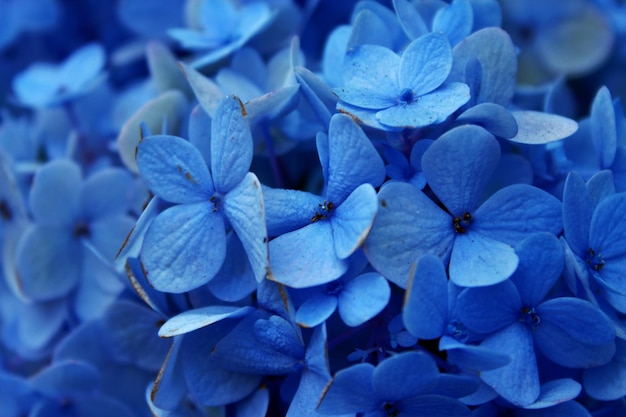 Piena di fiori di ortensia blu