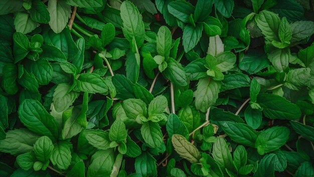 Piena di foglie di menta verde fresca