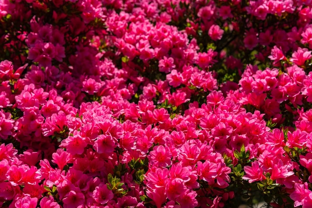 Piena fioritura colorate azalee indiane Rhododendron simsii fiori in primavera