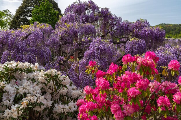Piena fioritura di alberi di fiori di glicine e azalee indiane Rhododendron simsii fiori in primavera