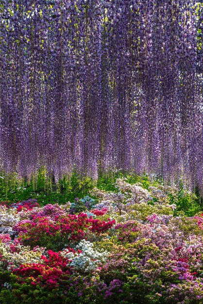 Piena fioritura di alberi di fiori di glicine e azalee indiane Rhododendron simsii fiori in primavera