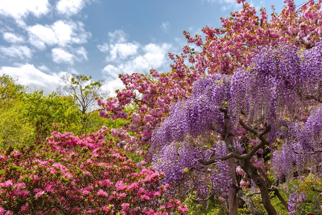Piena fioritura di alberi in fiore di glicine Doppi fiori di ciliegio e azalee indiane Rhododendron simsii